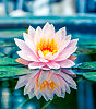 LOTUS FLOVER