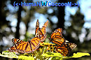 🐛🦋(<-HumaN CoccooN - 10 Часть->)🦋🐛
