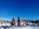 зимний лес