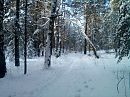Лесная тропа