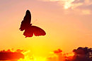 Magic Flight