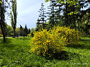В весеннем парке