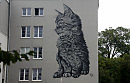 Зеленоградск, город котиков.