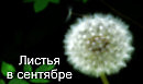 Листья в сентябре П. Фрагорийский из кн. Блокнот Птицелова Моя маленькая война